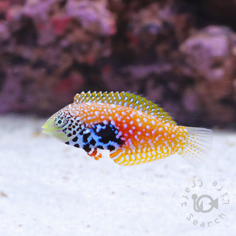 Splendid-Leopard-Wrasse