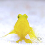 Yellow-Prawn-Goby