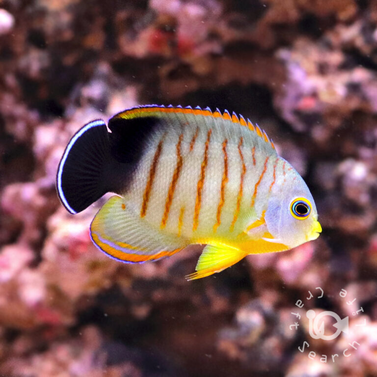 Eibli-Angelfish_M