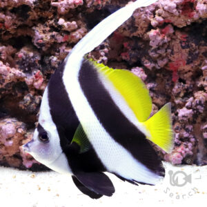 Pennant-Coralfish_LL