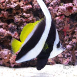 Pennant-Coralfish_LL