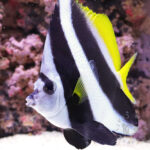 Pennant-Coralfish_LL