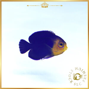 Pygmy-Angelfish_PS