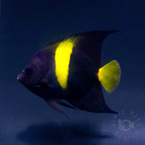 Arabian-Angelfish_260309