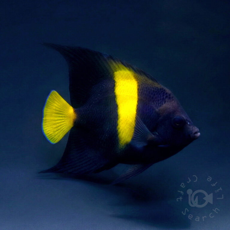 Arabian-Angelfish_260309