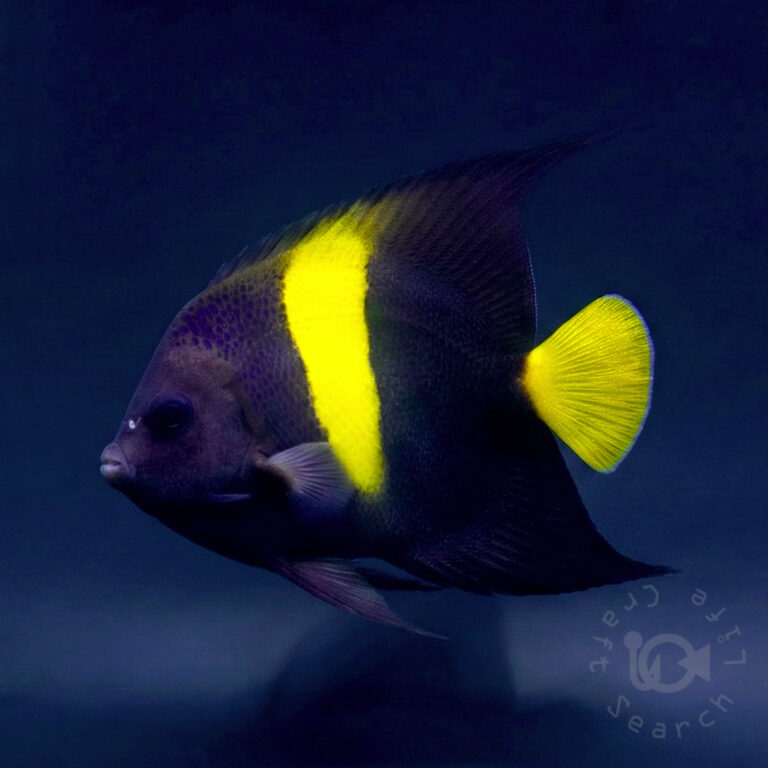 Arabian-Angelfish_260309