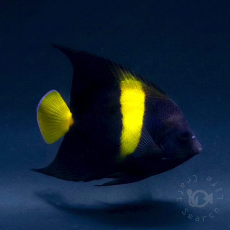 Arabian-Angelfish_260309