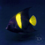 Arabian-Angelfish_260309