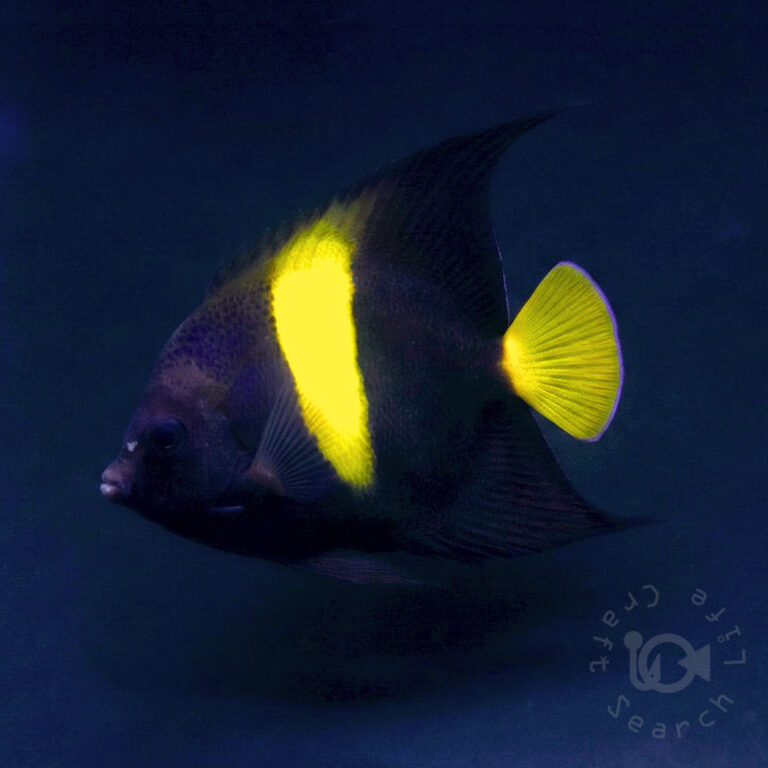 Arabian-Angelfish_260309