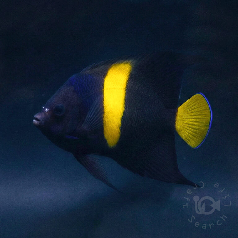 Arabian-Angelfish_260311