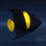 Arabian-Angelfish_260311