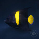 Arabian-Angelfish_260311