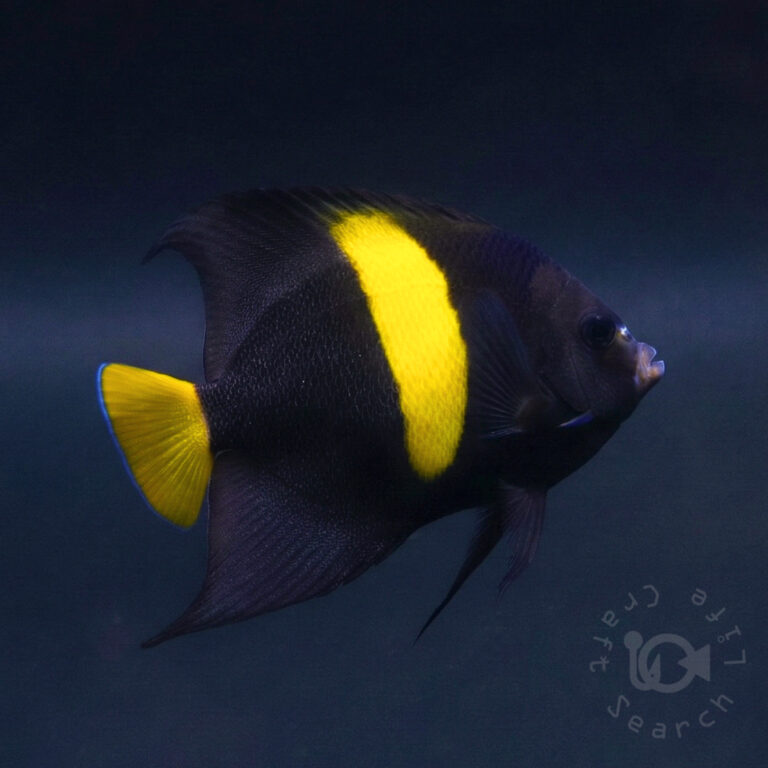Arabian-Angelfish_260311