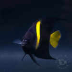 Arabian-Angelfish_260311