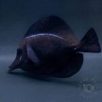 Black-Longnose-Tang_251022