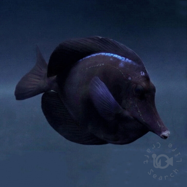 Black-Longnose-Tang_251022