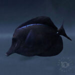 Black-Longnose-Tang_251022