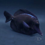 Black-Longnose-Tang_251022