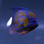 Blue-Ringed-Angelfish_260311