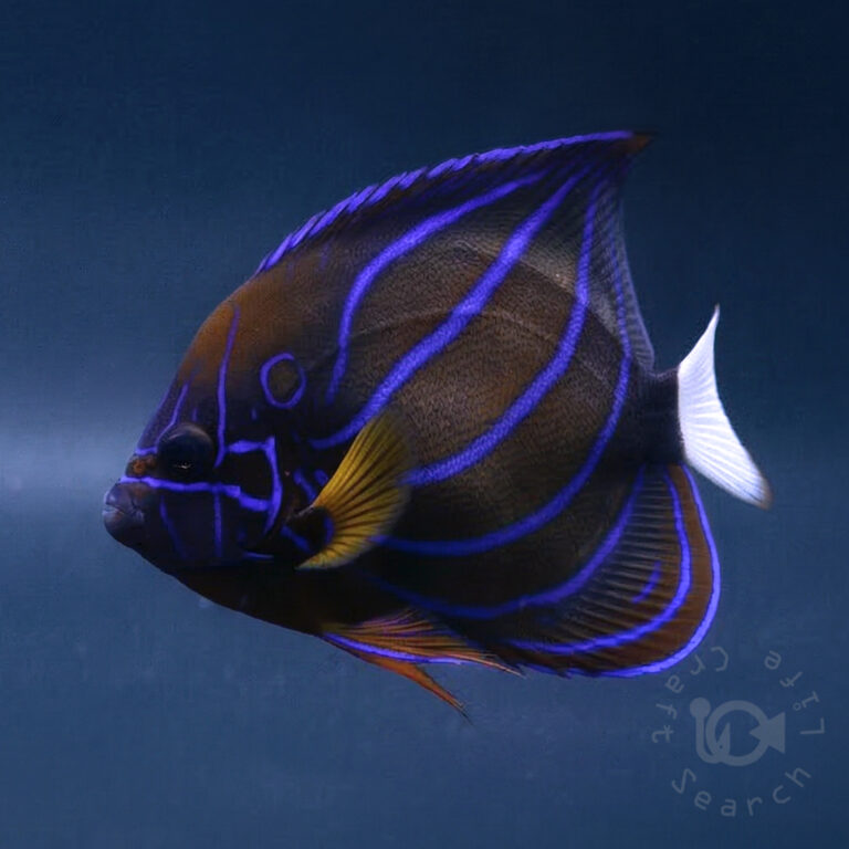 Blue-Ringed-Angelfish_260311