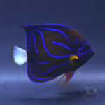 Blue-Ringed-Angelfish_260311