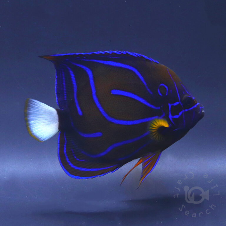 Blue-Ringed-Angelfish_260311