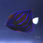 Blue-Ringed-Angelfish_260311