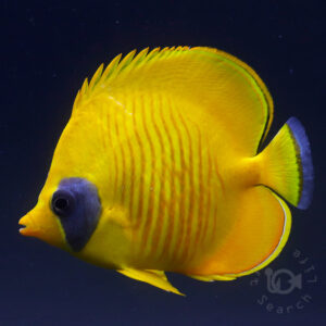 Bluecheek-Butterflyfish_260311