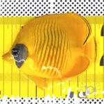 Bluecheek-Butterflyfish_260311
