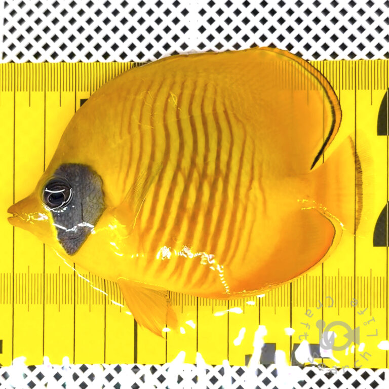 Bluecheek-Butterflyfish_260311