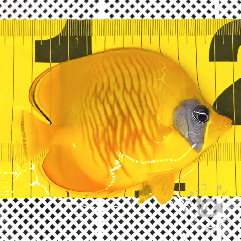 Bluecheek-Butterflyfish_260311