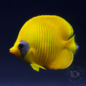 Bluecheek-Butterflyfish_260312