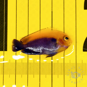 Caribbean-Frameback-Angelfish_260305