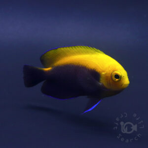 Caribbean-Frameback-Angelfish_260305