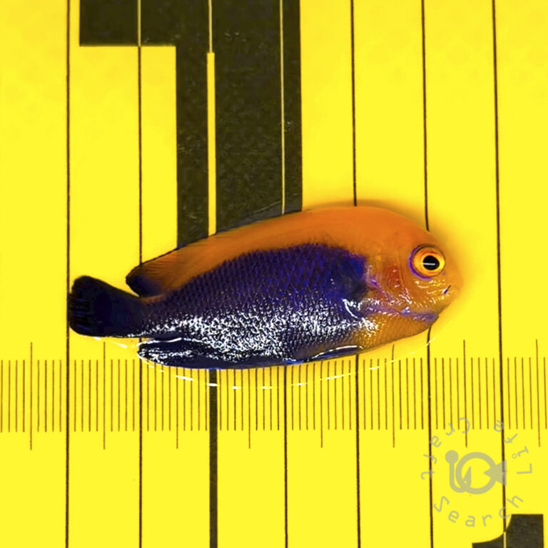 Caribbean-Frameback-Angelfish_260306