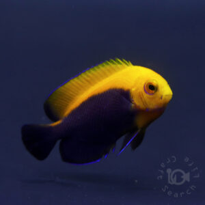 Caribbean-Frameback-Angelfish_260306