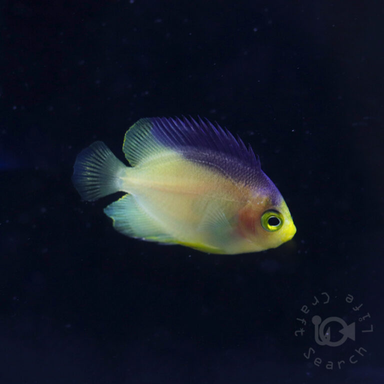 Colin's Angelfish_KB_260304