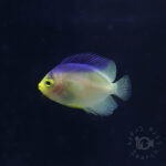 Colin's Angelfish_KB_260304