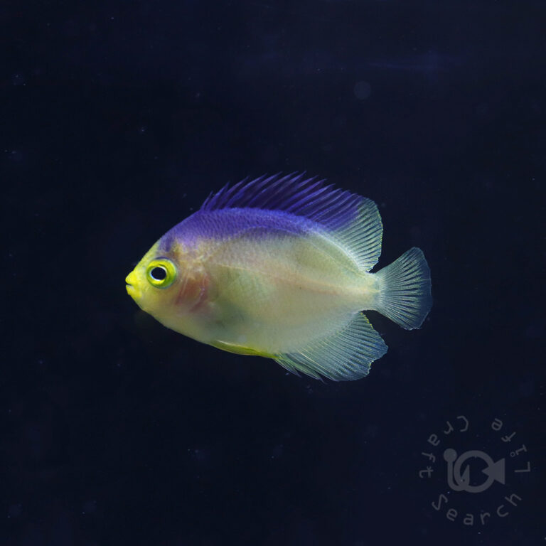 Colin's Angelfish_KB_260304