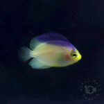 Colin's Angelfish_KB_260304