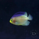 Colin's Angelfish_KB_260304