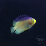Colin's Angelfish_KB_260304