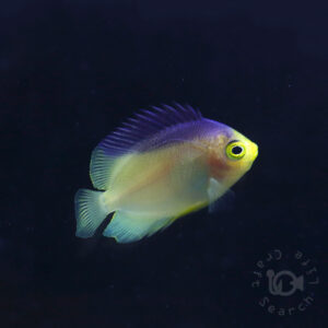 Colin's Angelfish_KB_260304