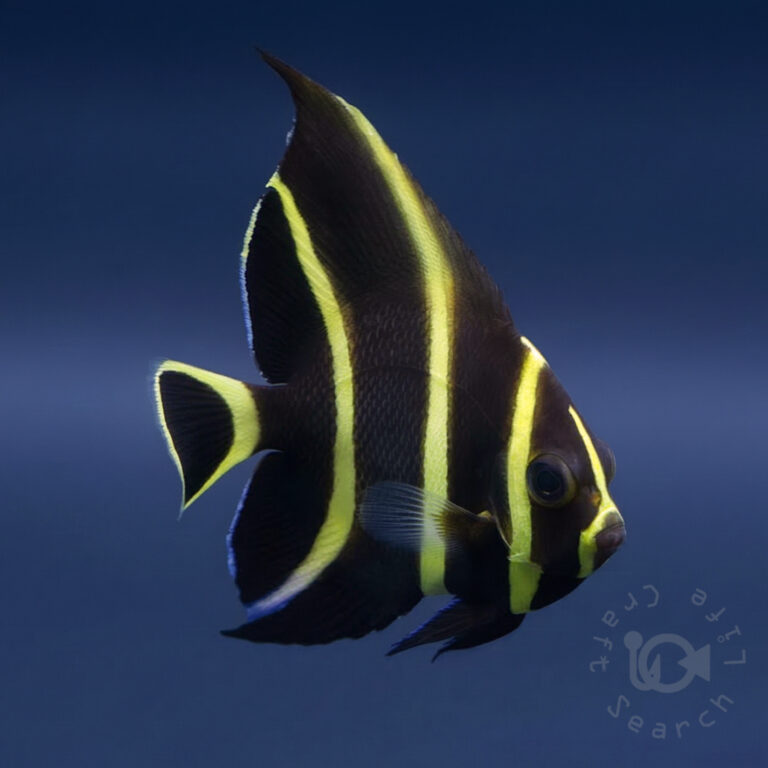 French-Angrlfish_Brazil_260307