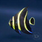 French-Angrlfish_Brazil_260307