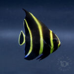 French-Angrlfish_Brazil_260307