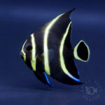 French-Angrlfish_Brazil_260307