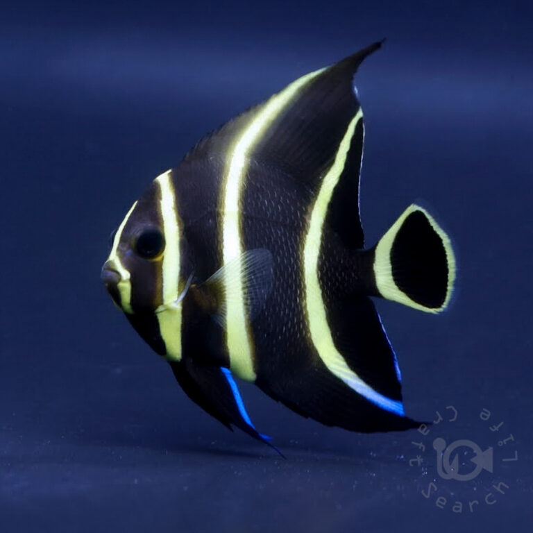 French-Angrlfish_Brazil_260307