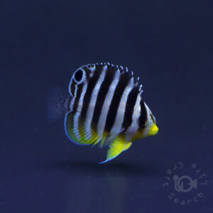 Multiband-Angelfish_KB_260303