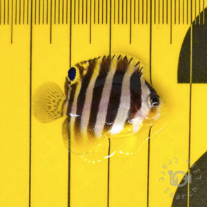 Multiband-Angelfish_KB_260303